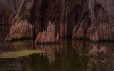 Rotten-trunk-of-old-Bald-Cypress-tree.-Lake-Martin,-Louisiana,-US