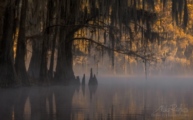 Bald-Cypress-trees-in-the-swamp.-Foggy-morning-on-Caddo-Lake,-Texas,-US
