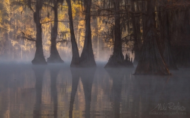 Bald-Cypress-trees-in-the-swamp.-Foggy-morning-on-Caddo-Lake,-Texas,-US