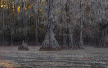Bald-Cypress-trees-in-the-swamp.-Foggy-morning-on-Caddo-Lake,-Texas,-US