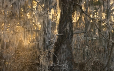 Bald-Cypress-trees-and-Spanish-Moss.-Caddo-Lake,-Texas,-US