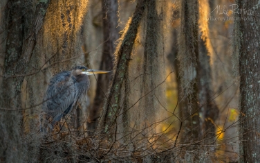 Great-Blue-Heron-in-the-covered-with-Spanish-Moss-Bald-Cypress-Trees.-Caddo-Lake,-Texas,-US