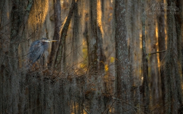 Great-Blue-Heron-in-the-covered-with-Spanish-Moss-Bald-Cypress-Trees.-Caddo-Lake,-Texas,-US
