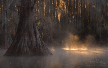 Bald-Cypress-trees-in-the-swamp.-Foggy-morning-on-Caddo-Lake,-Texas,-US