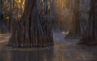 Bald-Cypress-trees-in-the-swamp.-Foggy-morning-on-Caddo-Lake,-Texas,-US