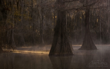 Bald-Cypress-trees-in-the-swamp.-Foggy-morning-on-Caddo-Lake,-Texas,-US
