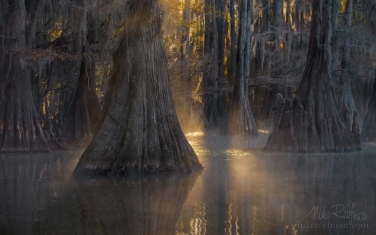 Bald-Cypress-trees-in-the-swamp.-Foggy-morning-on-Caddo-Lake,-Texas,-US