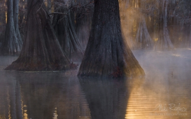 Bald-Cypress-trees-in-the-swamp.-Foggy-morning-on-Caddo-Lake,-Texas,-US