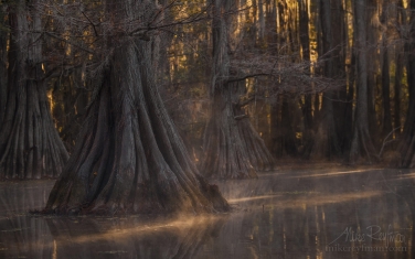 Bald-Cypress-trees-in-the-swamp.-Foggy-morning-on-Caddo-Lake,-Texas,-US