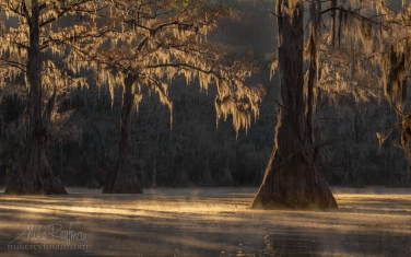 Bald-Cypress-trees-in-the-swamp.-Foggy-morning-on-Caddo-Lake,-Texas,-US