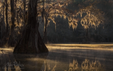 Bald-Cypress-trees-in-the-swamp.-Foggy-morning-on-Caddo-Lake,-Texas,-US