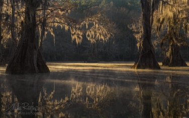 Bald-Cypress-trees-in-the-swamp.-Foggy-morning-on-Caddo-Lake,-Texas,-US