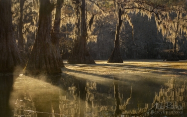Bald-Cypress-trees-in-the-swamp.-Foggy-morning-on-Caddo-Lake,-Texas,-US