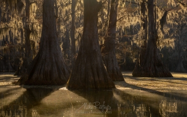 Bald-Cypress-trees-in-the-swamp.-Foggy-morning-on-Caddo-Lake,-Texas,-US
