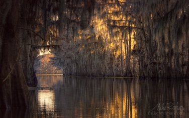Bald-Cypress-Trees-alley.-Government-Ditch,-Lake-Caddo,-Texas,-US