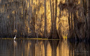 Great-Egret-in-the-Bald-Cypress-Trees-alley.-Government-Ditch,-Lake-Caddo,-Texas,-US