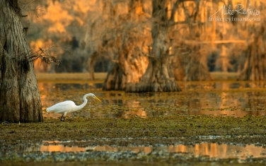 Great-Egret.-Government-Ditch,-Lake-Caddo,-Texas,-US