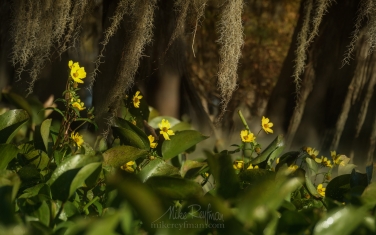 On-the-shore-of-Lake-Martin,-Louisiana,-US
