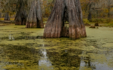 Rotten-trunk-of-old-Bald-Cypress-tree.-Lake-Martin,-Louisiana,-US