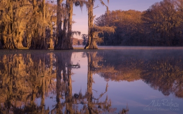 Bald-Cypress-trees-in-the-watter.-Caddo-Lake,-Texas,-US