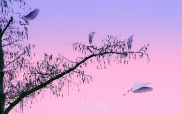 Great-Egrets-on-Bald-Cypress-tree-branch-after-sunset.-Caddo-Lake,-Texas,-US