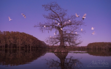 Great-Egrets-on-Bald-Cypress-tree-after-sunset.-Caddo-Lake,-Texas,-US