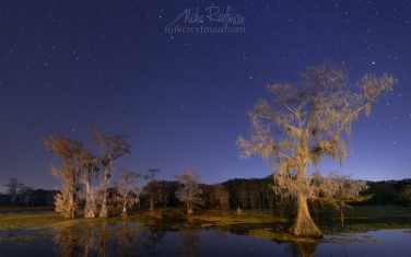 Bald-Cypress-trees-in-the-swamp-under-the-starry-sky.-Shady-Glade-on-Caddo-Lake,-Uncertain,-Texas,-US