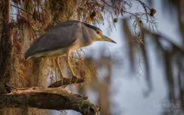 Black-Crowned-Night-Heron-in-the-Bald-Cypress-tree.-Lake-Martin,-Louisiana,-US