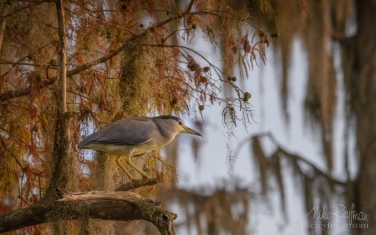 Black-Crowned-Night-Heron-in-the-Bald-Cypress-tree.-Lake-Martin,-Louisiana,-US