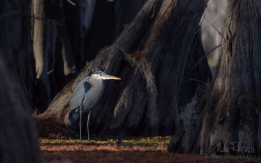 Great-Blue-Heron-with-the-buttressed-trunks-of-Bald-Cypress-trees-on-the-background.-Caddo-Lake,-Texas,-US
