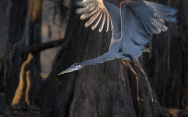 Great-Blue-Heron-with-the-buttressed-trunks-of-Bald-Cypress-trees-on-the-background.-Caddo-Lake,-Texas,-US