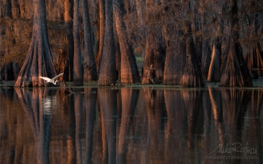 Great-Egret-with-the-buttressed-trunks-of-Bald-Cypress-and-Tupelo-trees-in-the-background.-Lake-Martin,-Louisiana,-US