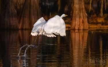 Great-Egret-with-the-buttressed-trunks-of-Bald-Cypress-and-Tupelo-trees-in-the-background.-Lake-Martin,-Louisiana,-US