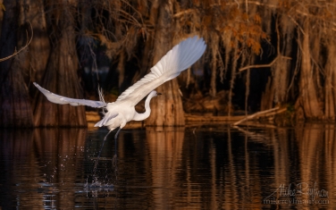 Great-Egret-with-the-buttressed-trunks-of-Bald-Cypress-and-Tupelo-trees-in-the-background.-Lake-Martin,-Louisiana,-US
