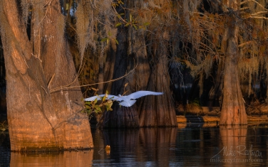 Great-Egret-with-the-buttressed-trunks-of-Bald-Cypress-and-Tupelo-trees-in-the-background.-Lake-Martin,-Louisiana,-US