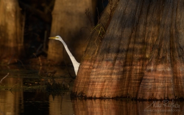 Great-Egret-with-the-buttressed-trunks-of-Bald-Cypress-and-Tupelo-trees-in-the-background.-Lake-Martin,-Louisiana,-US