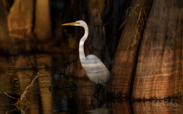 Great-Egret-with-the-buttressed-trunks-of-Bald-Cypress-and-Tupelo-trees-in-the-background.-Lake-Martin,-Louisiana,-US