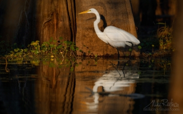 Great-Egret-with-the-buttressed-trunks-of-Bald-Cypress-and-Tupelo-trees-in-the-background.-Lake-Martin,-Louisiana,-US