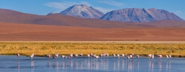Flamingos-in-the-Putana-river.-Rio-Putana,-San-Pedro-de-Atacama,-Atacama-Desert,-Antofagasta-Region,-Chile