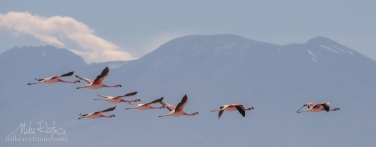 Andean-Flamingo-(Phoenicoparrus-andinus).-Salar-de-Atacama,-Laguna-Chaxa,-San-Pedro-de-Atacama,-Atacama-Desert,-Antofagasta-Region,-Chile