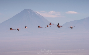 Andean-Flamingo-(Phoenicoparrus-andinus)-and-Licancabur-stratovolcano.-Salar-de-Atacama,-Laguna-Chaxa,-San-Pedro-de-Atacama,-Atacama-Desert,-Antofagasta-Region,-Chile