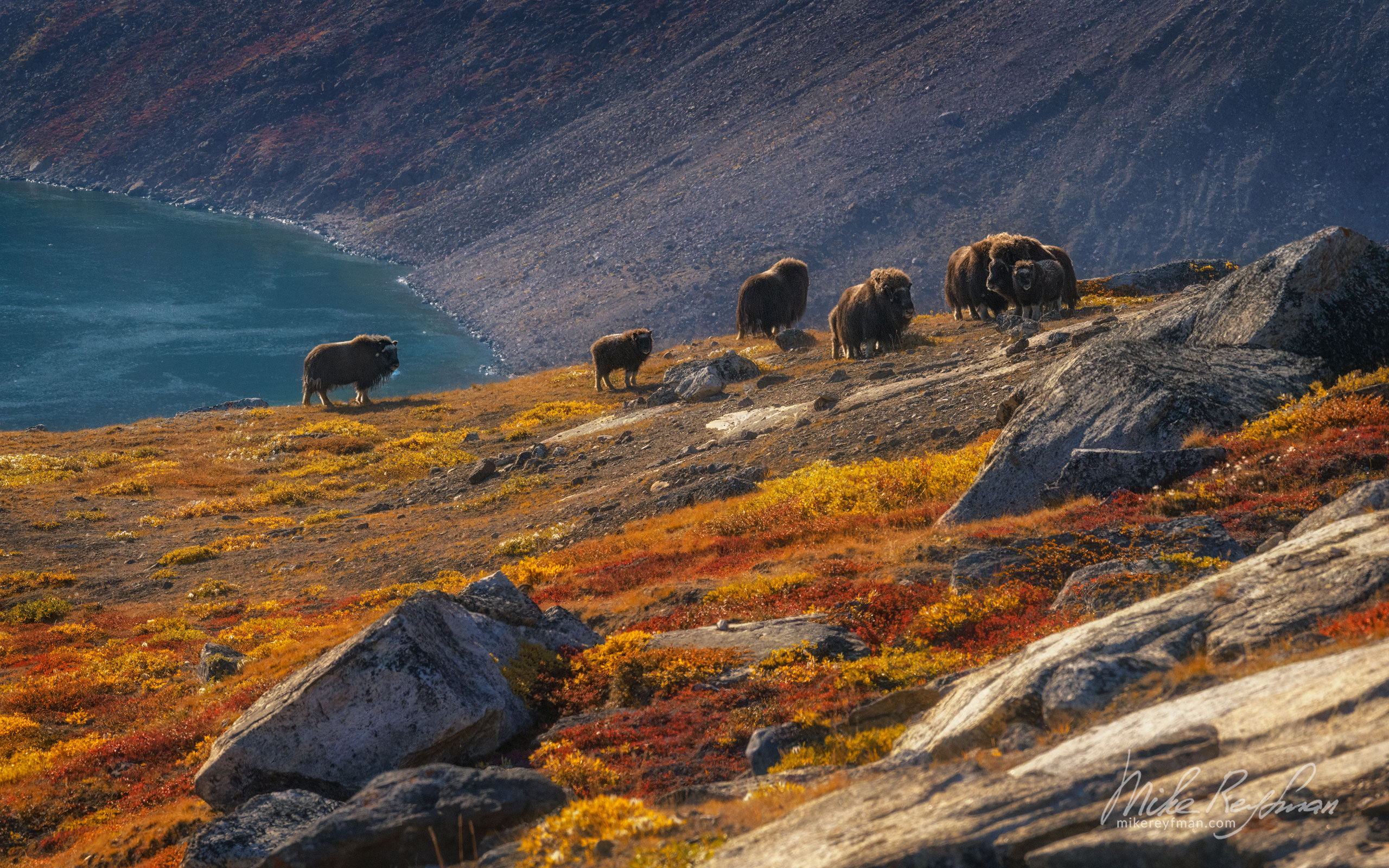 Muskoxen in colorful autumn tundra. Scoresby Sund. Greenland. 046-GR-SC_50B6594 - The Scoresby Sund fjord system and the settlement of Ittoqqortoormiit. East Greenland. - Mike Reyfman Photography