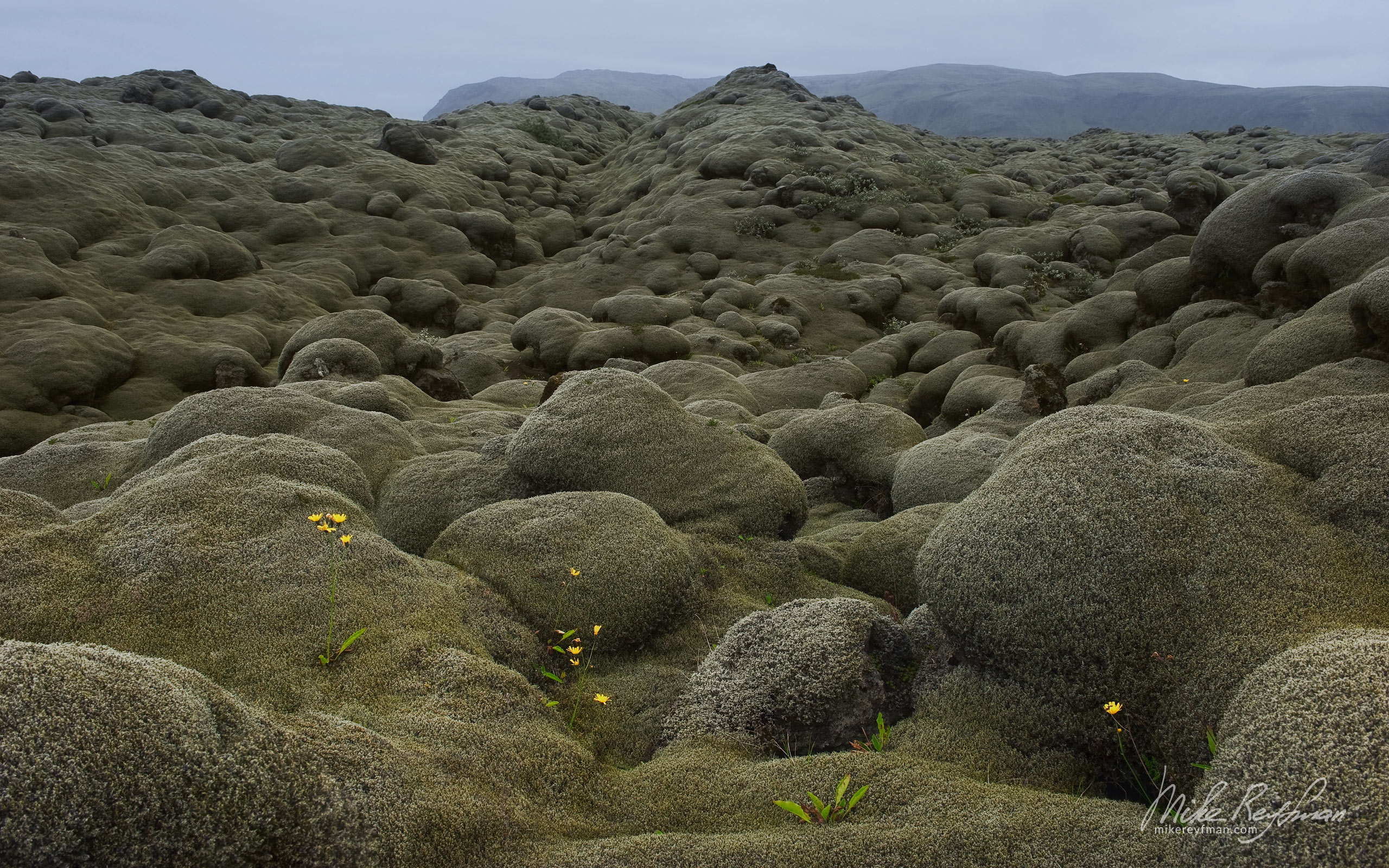 Lava covered in moss. Eldhraun Lava Field, South Iceland. 083-IC-GP _MR28468 - Rhyolite Mountains, Crater Lakes, Geothermal Areas, Lava Fields and Glacial Rivers. Iceland.  - Mike Reyfman Photography