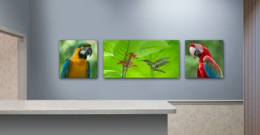 Parrots-000