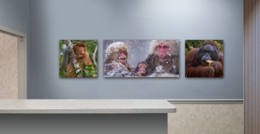 Primates-000-1