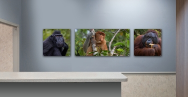 Primates-000