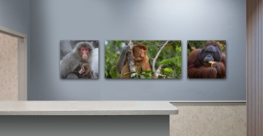 Primates-001