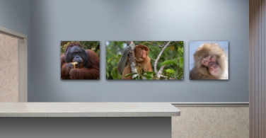 Primates-002