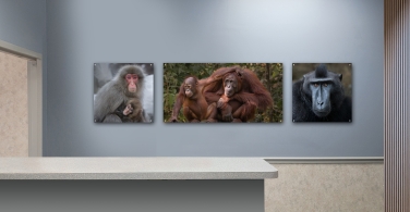 Primates-003