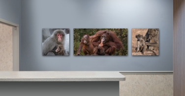 Primates-Mather-and-Child-005